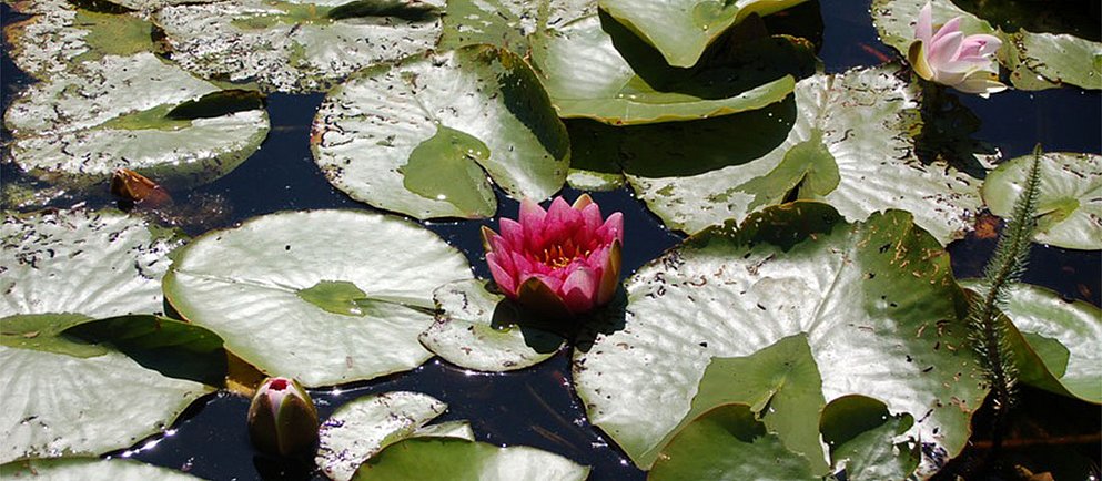 Eine kleine, durchsichtige Garnele mit roten Markierungen und transparenten Beinen klammert sich an eine grüne Wasserpflanze.