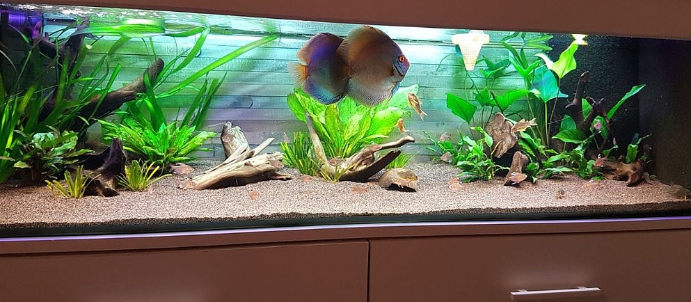  Eine Nahaufnahme von hellgrünen, feingliedrigen Wasserpflanzen, die einen verschwommenen Hintergrund bilden.