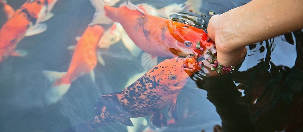 Eine Hand streut Fischfutter ins Wasser eines Teiches, in dem mehrere orange-rote Koi-Fische schwimmen.