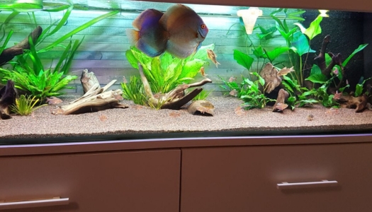 Ein Aquarium mit Diskusfischen und Unterwasserpflanzen