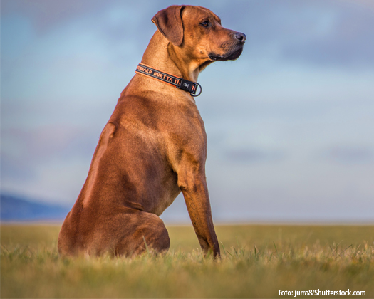 Hunderasse Ridgeback