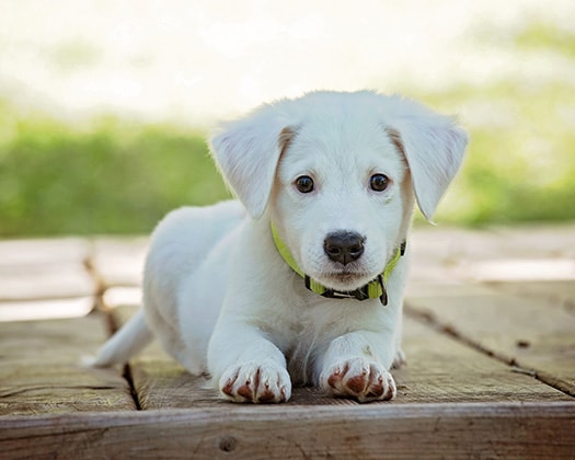 Weißer Labrador Retriever