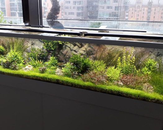 Aquarium mit grünen Pflanzen