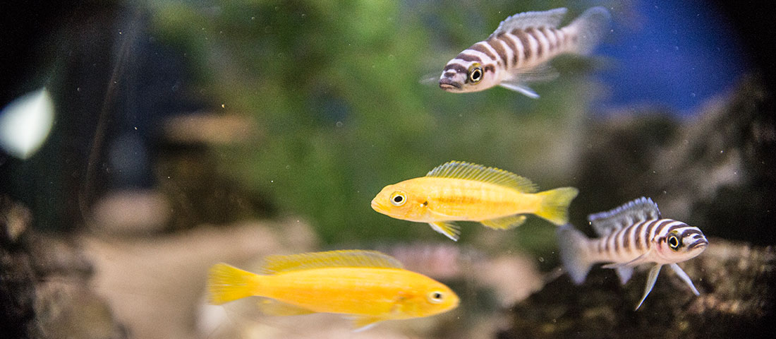 Nahaufnahme von mehreren Buntbarschen im Aquarium, darunter gelbe und gestreifte Fische
