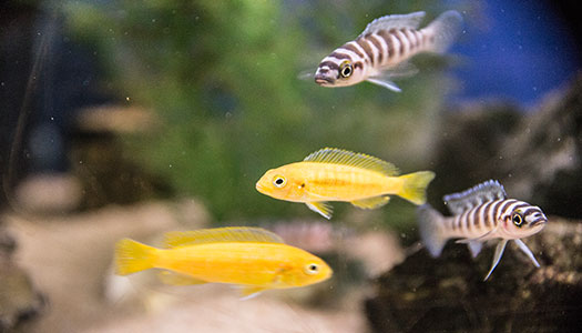 Eine Nahaufnahme von leuchtend grünem Korallenbewuchs in einem Meerwasseraquarium, umgeben von dunkleren Felsen und anderen Korallen.