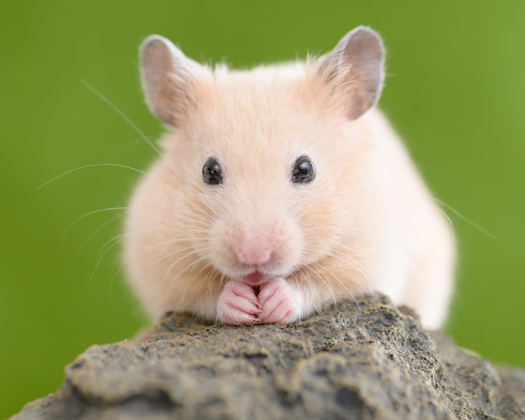 Goldhamster/Teddyhamster - kleine Wühler