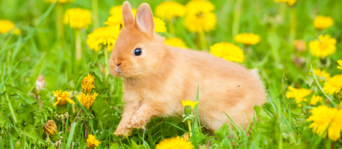 Hase im Gras