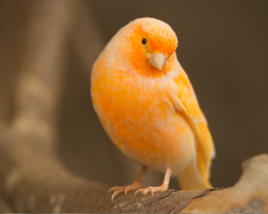 Kanarienvogel