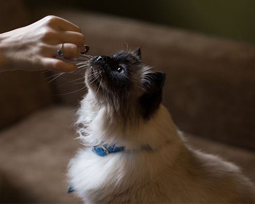 Eine Katze wartet auf ihr Lekerlie