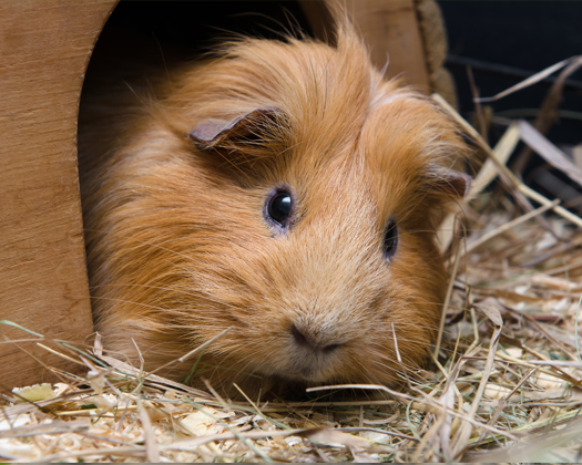 Haltung/Pflege Hamster