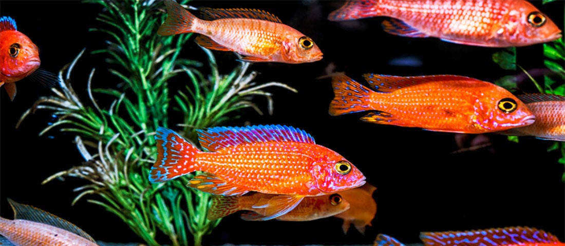 Eine Gruppe goldener Schleierschwanzfische schwimmt über einem hellen Kiesgrund in einem Aquarium, mit einem unscharfen Baumstumpf im Hintergrund