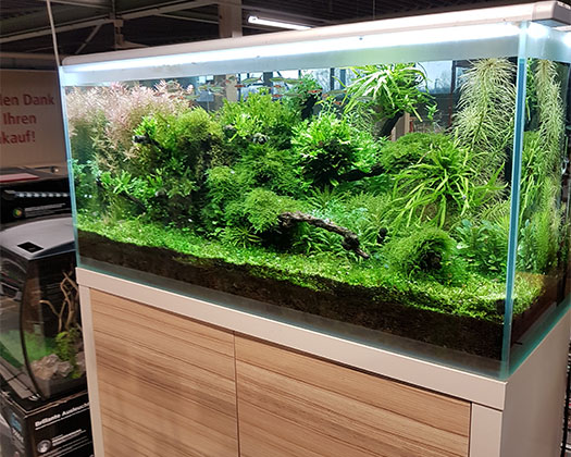 Abteilung Aquaristik