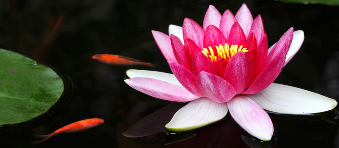 Eine rosa Seerose mit gelber Mitte schwimmt auf dunklem Wasser, umgeben von zwei kleinen, orangefarbenen Fischen.