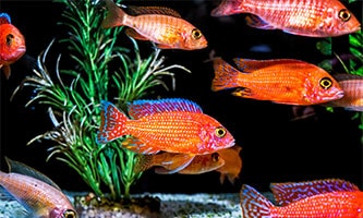 Rote Fische schwimmen unter Wasser