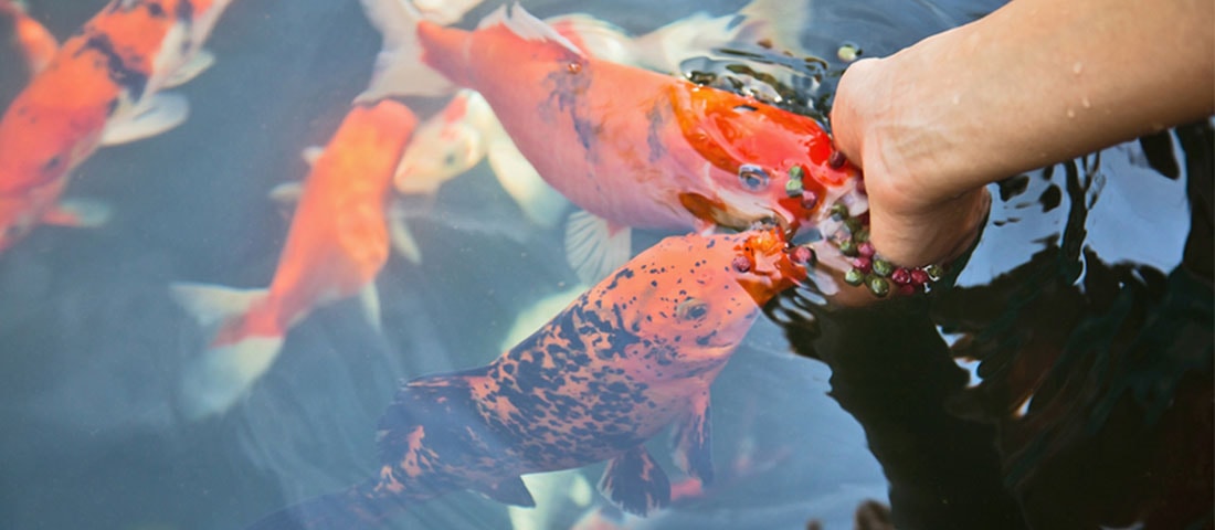 Eine Hand streut Fischfutter ins Wasser eines Teiches, in dem mehrere orange-rote Koi-Fische schwimmen.