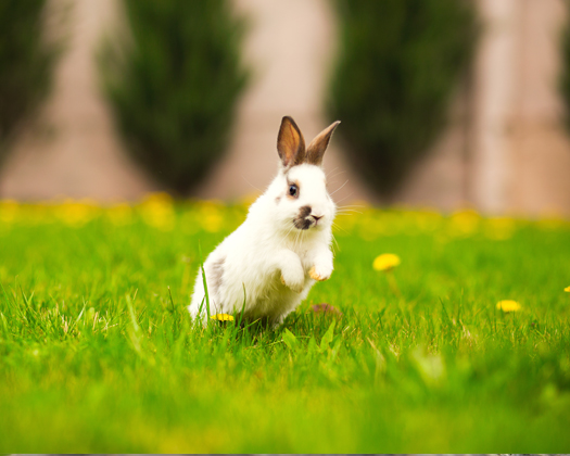 Weißer Hase auf einer Wiese